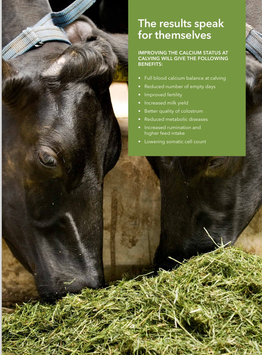 Two black cows eat hay with a green overlay listing benefits of X-Zelit.
