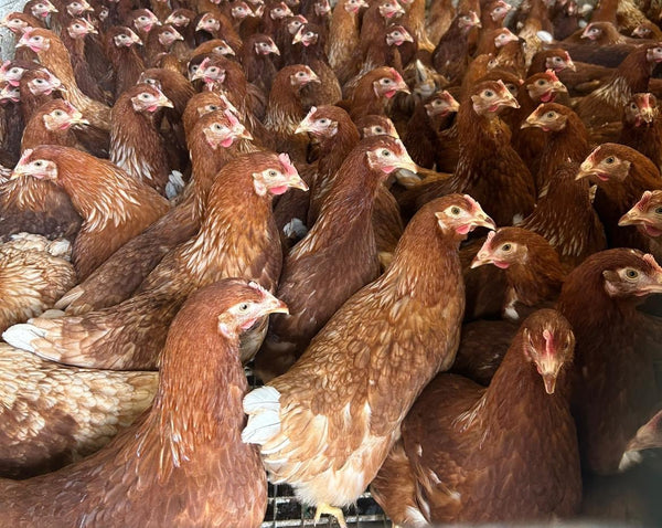 A flock of brown Isa Brown pullets.