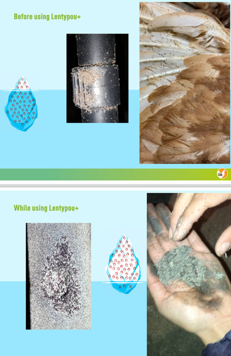 Lentypou+ red mite control for poultry, shown before and after use.