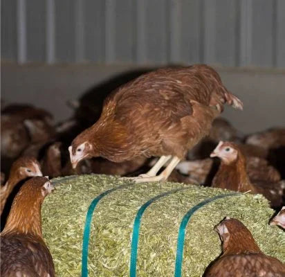 A bale of lucerne hay with several brown chickens gathered around it.