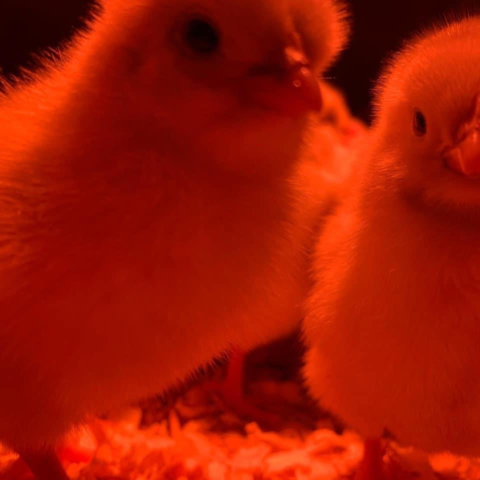 Brissie Chickさんの専用ページ Isa Brown Day Old Chicks - Sexed & Vaccinated Layers
