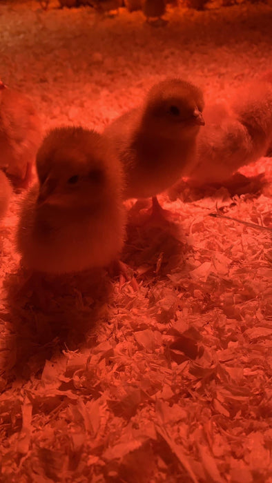 Day Old Chicks