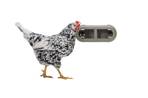 A speckled chicken stands next to a gray recycled plastic feeder.