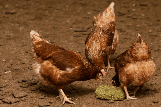 Alfa Grit Block - Ballyholland Poultry