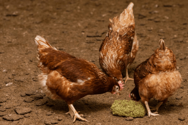 Alfa Grit Block - Ballyholland Poultry