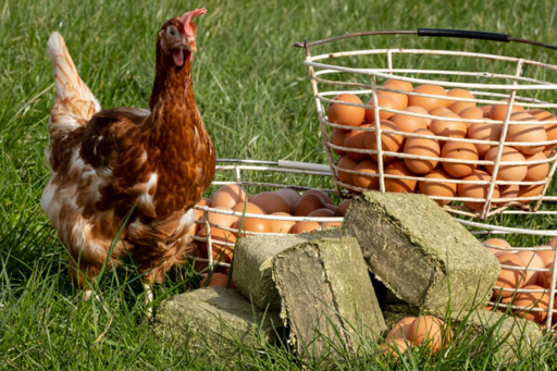 Alfa Grit Block - Ballyholland Poultry