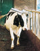 Animal Brush - Ballyholland Poultry