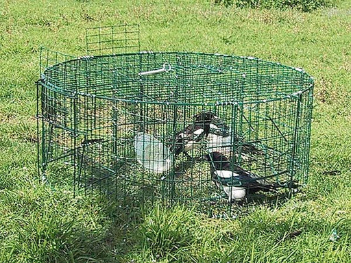 BoxTrap Live Trap | 5 doors - Ballyholland Poultry