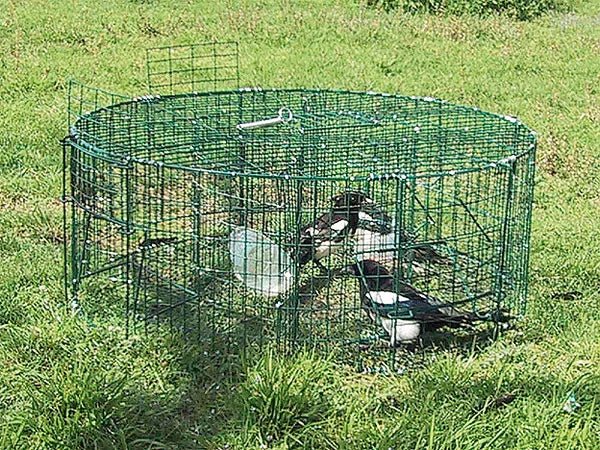 BoxTrap Live Trap | 5 doors - Ballyholland Poultry