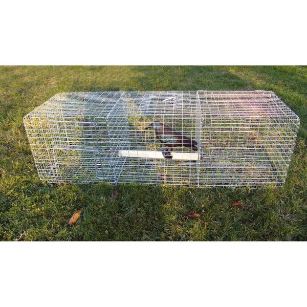 BoxTrap Live Trap for crows | 3 chambers - Ballyholland Poultry