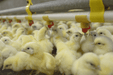 Chick Paper - Ballyholland Poultry