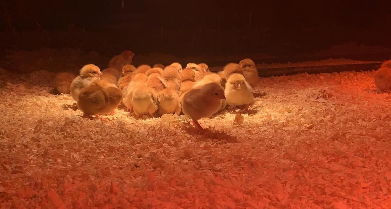 Day Old Chicks - Ballyholland Poultry