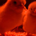 Day Old Chicks - Ballyholland Poultry