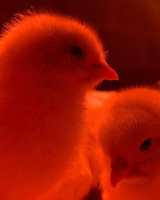 Day Old Chicks - Ballyholland Poultry