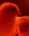 Day Old Chicks - Ballyholland Poultry