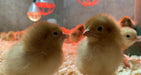 Day Old Chicks - Ballyholland Poultry