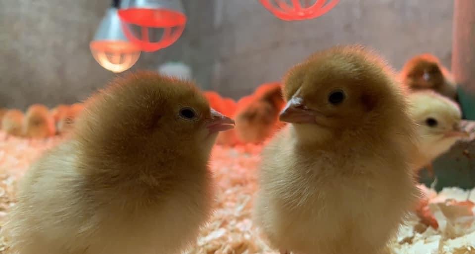 Day Old Chicks - Ballyholland Poultry