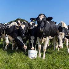 Dry Cow - Ballyholland Poultry