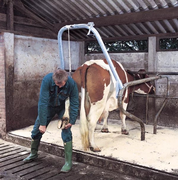 Hoof Care Support for cattle - Ballyholland Poultry