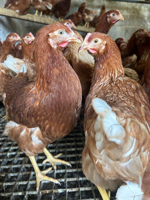 Isa Brown Off Heat Pullets - Ballyholland Poultry