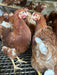 Isa Brown Off Heat Pullets - Ballyholland Poultry