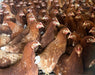 Isa Brown Off Heat Pullets - Ballyholland Poultry