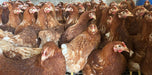 Isa Brown Off Heat Pullets - Ballyholland Poultry