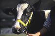 KAMER nylon demonstration halter (47.5 cm) | yellow black - Ballyholland Poultry