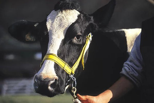 KAMER nylon demonstration halter (47.5 cm) | yellow black - Ballyholland Poultry