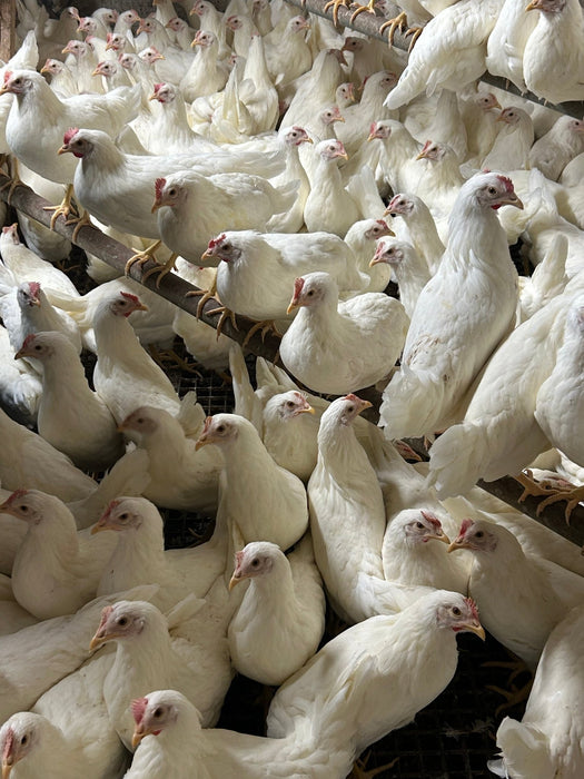 Leghorns white - Ballyholland Poultry