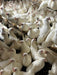 Leghorns white - Ballyholland Poultry