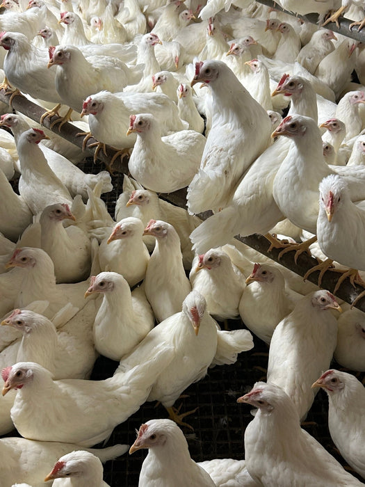 Leghorns white - Ballyholland Poultry