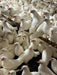 Leghorns white - Ballyholland Poultry