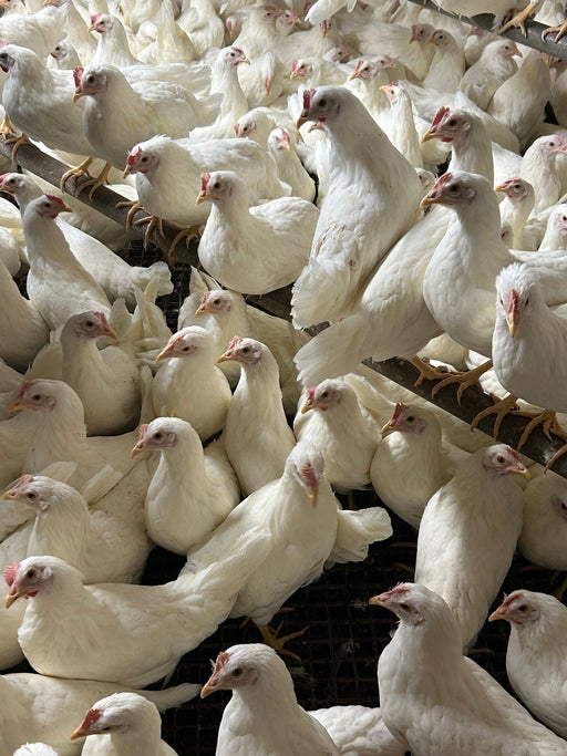 Leghorns white - Ballyholland Poultry