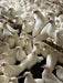 Leghorns white - Ballyholland Poultry