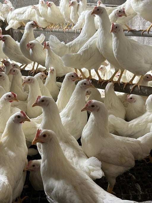Leghorns white - Ballyholland Poultry
