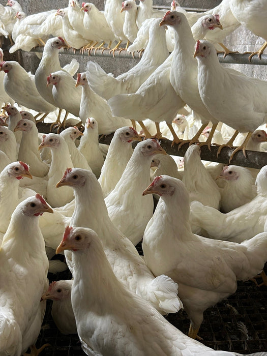 Leghorns white - Ballyholland Poultry