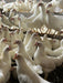 Leghorns white - Ballyholland Poultry