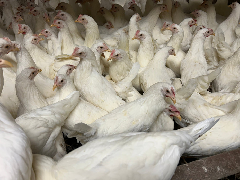 Leghorns white - Ballyholland Poultry