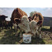Molamins Cattle - Ballyholland Poultry