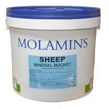 Molamins Sheep - Ballyholland Poultry