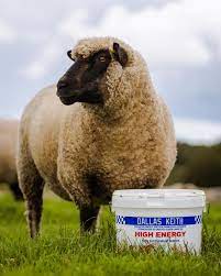 Pre Tup - Ballyholland Poultry