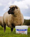 Pre Tup - Ballyholland Poultry