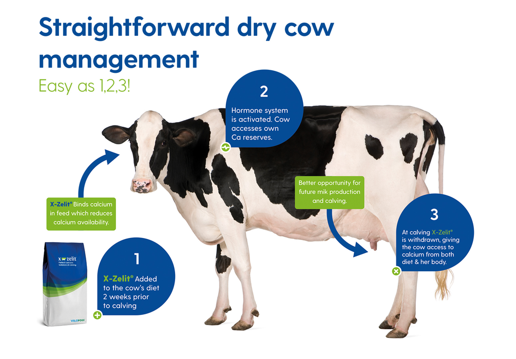 A black and white cow stands next to a bag of X-Zelit product with informational callouts.