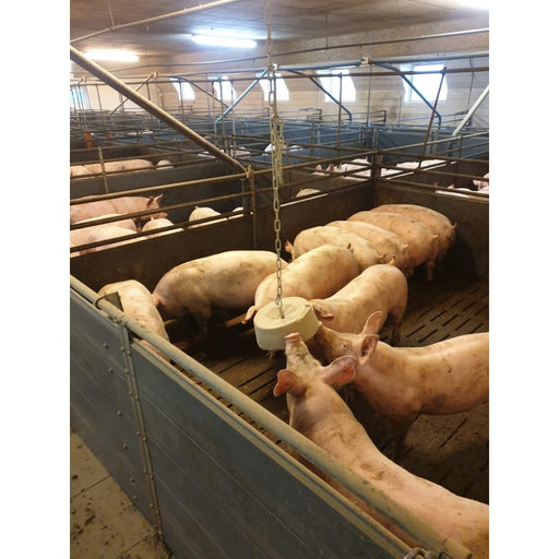 A pigbowl snack stone hangs in a pen with several pigs.
