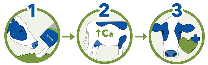 Illustration showing three steps of X-Zelit cow treatment.