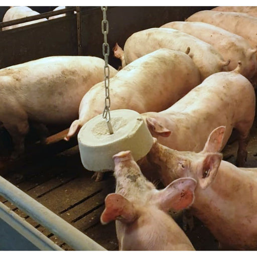 A large, round snack stone hangs from a chain for pigs to interact with.