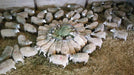 Rumiplus 18 - Ballyholland Poultry