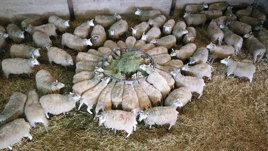 Rumiplus 18 - Ballyholland Poultry