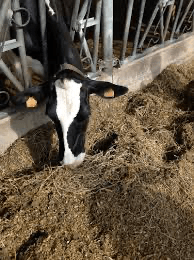 Rumiplus 18 - Ballyholland Poultry